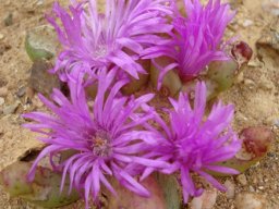 Diplosoma retroversum flowers